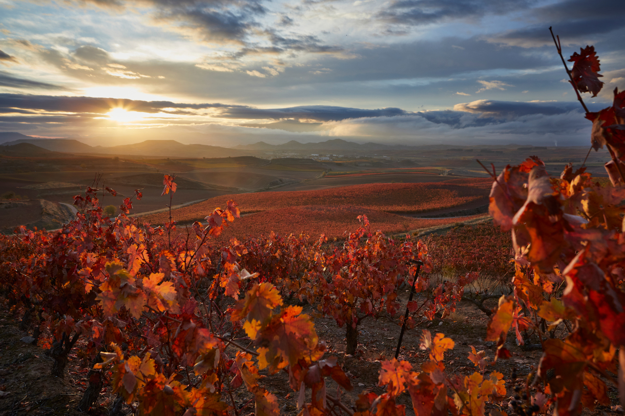 La Rioja y el vino